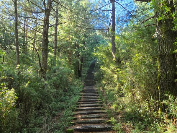 麟趾山、鹿林山、鹿林前山三山縱走2630018