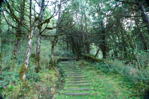 宜蘭 大同 望洋山、翠峰湖步道、山毛櫸步道2880716