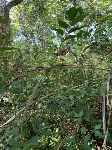 20251115台南南庄山2938068