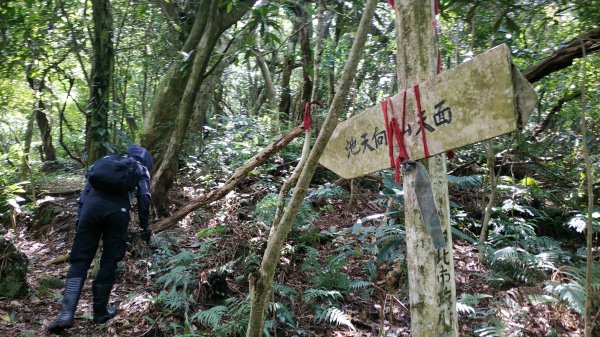 ✅糞箕湖古道回修擴徑.糞箕谷/串接完成 (溝渠遺址出土.糞箕湖雙線谷道貫通.全段新徑開通)2579819