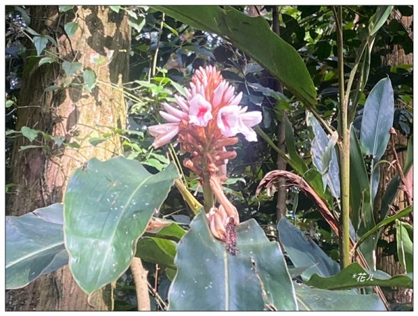 巴蜈縱走 (27.6K一日長征)2780286