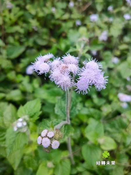 崁頭山漫遊818185