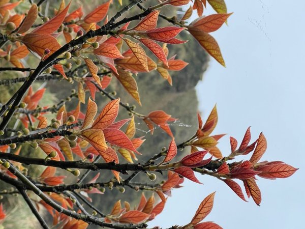 台北大縱走第三段風櫃嘴到小油坑2754494