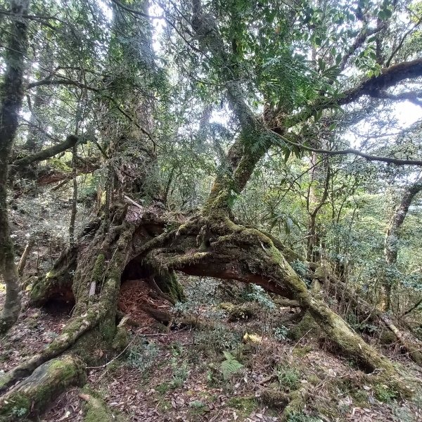 塔魔巴魔塔2698671