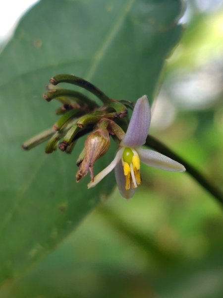 唐麻丹山 蝴蝶谷2918907