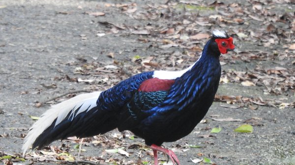 雲山水花鳥蝶-天龍國阿伯的日常6/22801935
