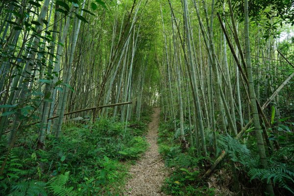 桃園 復興 枕頭山、阿姆坪山2794094