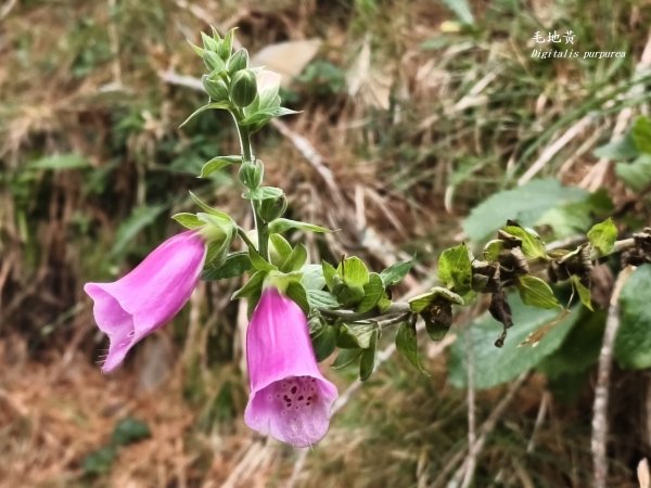 [玉山尋寶任務-09/12] 2025_0928 麟趾山步道2899863