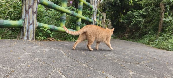 2026/05/10 竹東森林公園步道+樹杞林山O型3052518