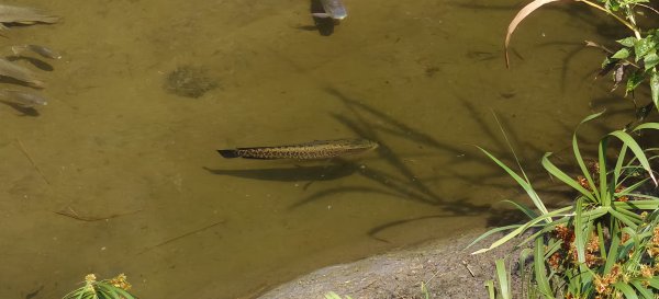 獅潭觀魚步道+潭老街-2026/03/293026426