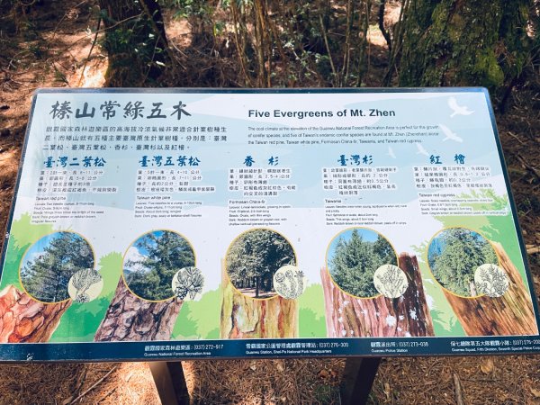20260531觀霧榛山登山步道（榛山北峰+主峰+環形步道）3071472