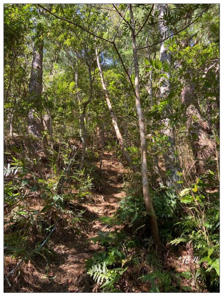 那羅山、煤源山、凌空廊道連走2684224