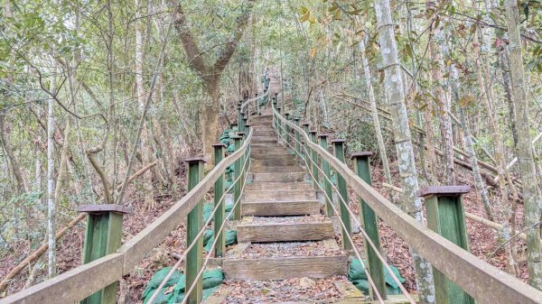 後尖山步道3008302