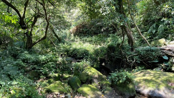新北｜瑞芳．雙溪 淡蘭古道中路．暖東舊道（TK2-1~2-5 暖東峽谷步道、暖東舊道、五分山步道）2004169