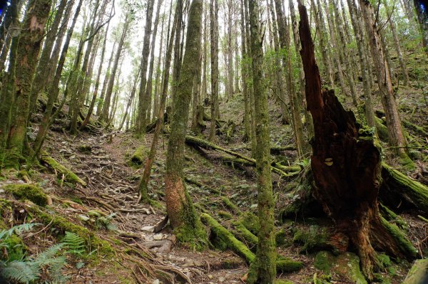 台中 和平 南松鶴山、八仙山、東松鶴山2877981