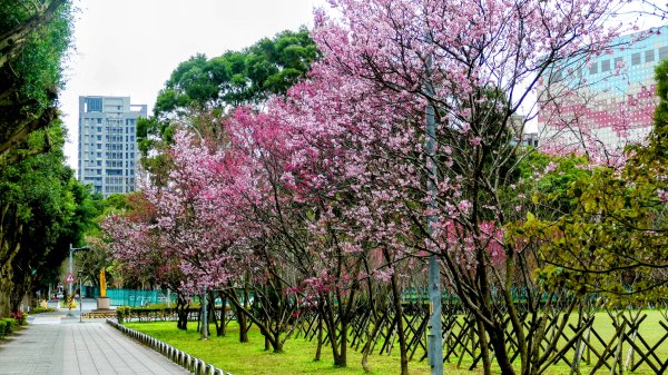 《蘭陵王・林口櫻花》2715962