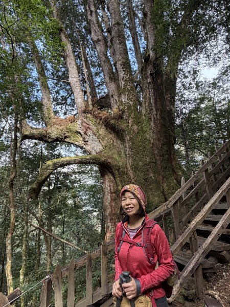 鎮西堡巨木步道B區全段+A區部分3008522