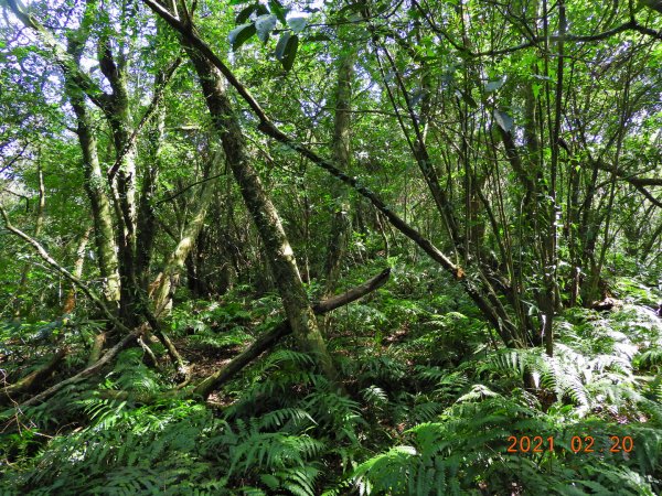 宜蘭 頭城 窖寮山(未竟)1278628