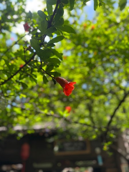 5月9日沙溪古鎮~~悠閒漫遊3059217