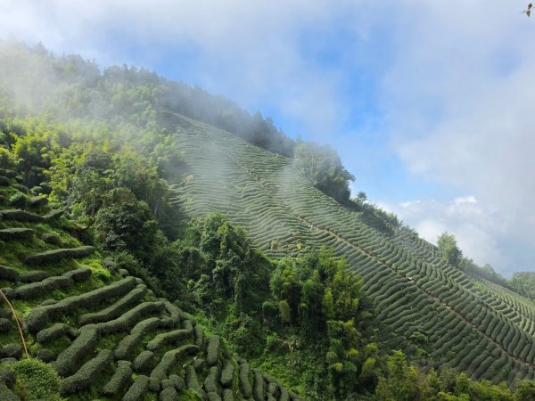 小百岳No.54⛰金柑樹山3119927