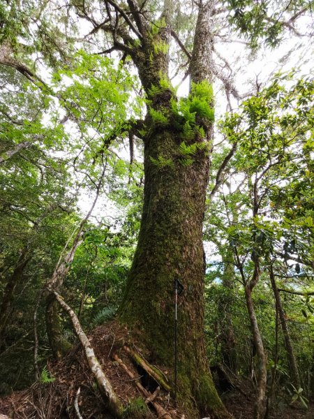 卡拉寶山-小百岳#86-花蓮縣秀林鄉2796173