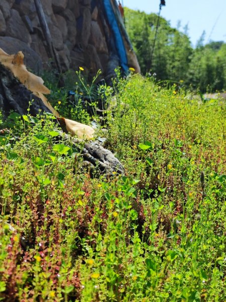 淡蘭北2+1逆走二刷2772761