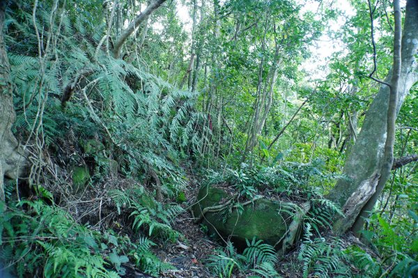 新北 三峽 內詩朗山、金平山2950917