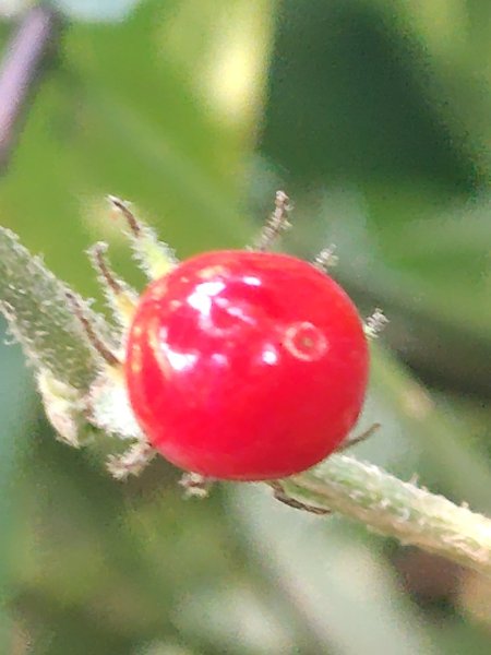 唐麻丹山 蝴蝶谷2918880