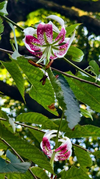 雲山水花鳥蝶-天龍國阿伯的日常 #艷紅鹿子百合 #大鳳蝶 #玉帶鳳蝶2863943