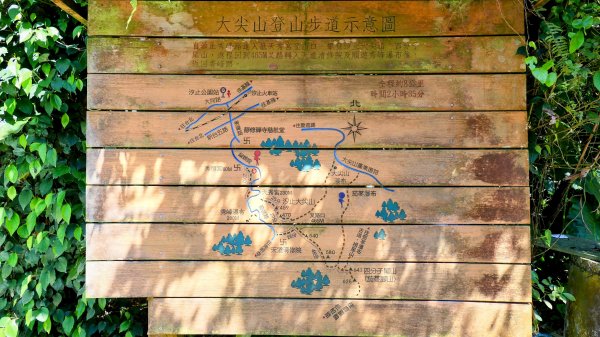 紫花酢醬草2739918