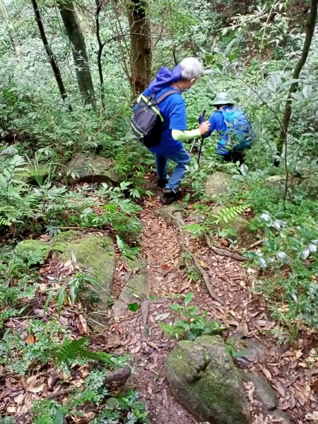 烏來美鹿山南峰→拔刀爾山→高腰山→美鹿山→美鹿山南峰1471861