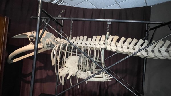 雨天備案💙 台灣博物館的古生代館-台大動植物館免費參觀-北投♨️季2807504