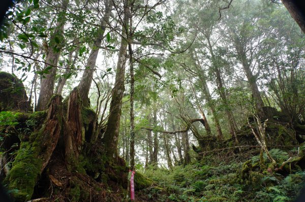 宜蘭 大同 見晴山2890623