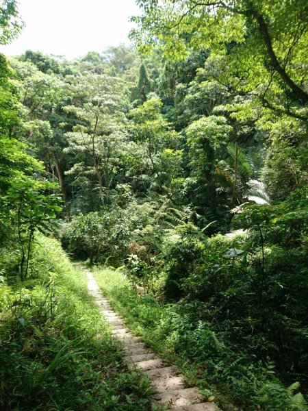 桐林花廊、北坑溪、樟樹林步道-奧山599608