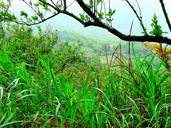 走遍陽明山：擎天崗系｜迷霧中的草原祕境、古道幽境2123783