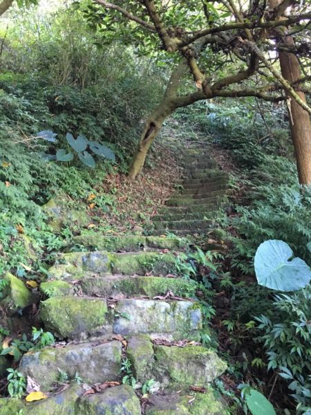 雲林大尖山、二尖山步道341061