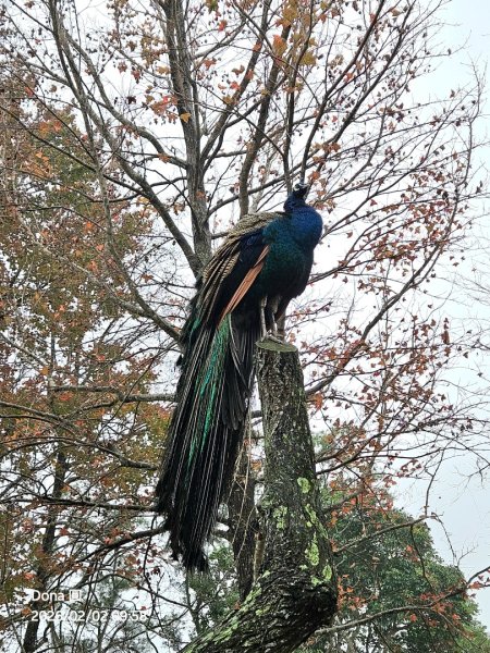 20260202徒步明德水庫大環湖2992470