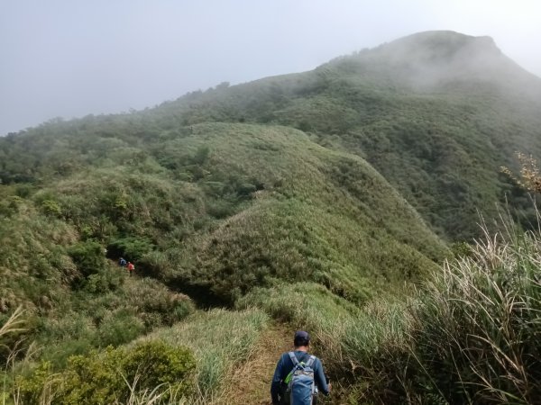 雙溪區鶯子頂山-950峰-鶯子嶺去回3033897