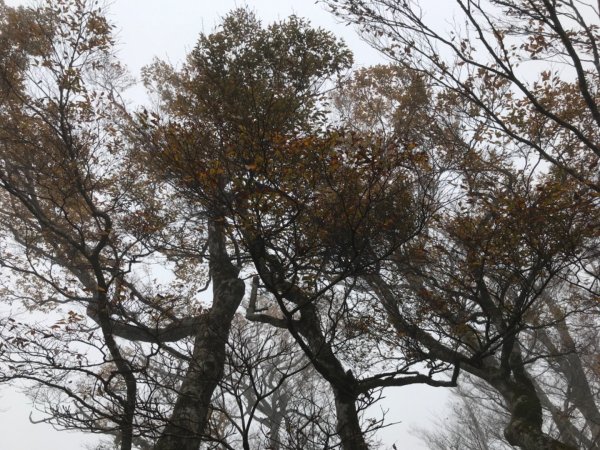 迷霧中的山毛櫸465340