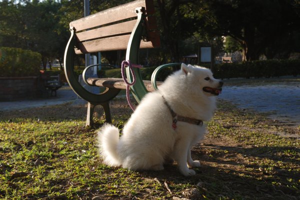 帶銀狐犬去廍子公園散步 2024.1.162404666