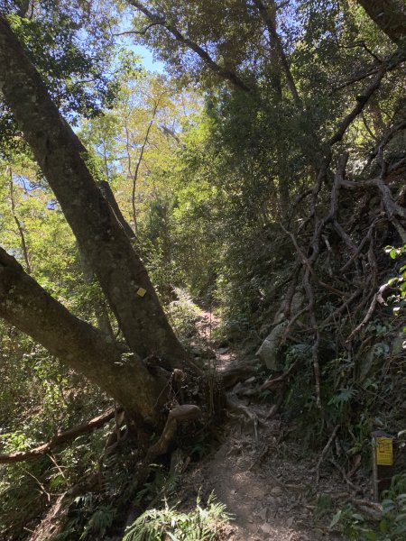 20251018台中八仙山2921433