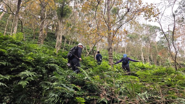 桃園復興枕頭山及薑母島偶遇穿山甲的悠閒O型走2984241