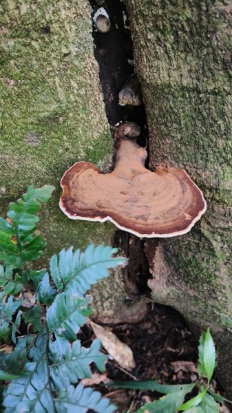 外鳥嘴蓮包山O縱2893175