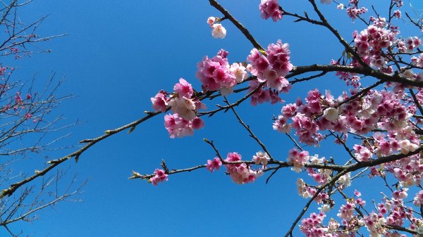 流水淙琤的十八拐圳、櫻紅繽紛的風尾步道811068