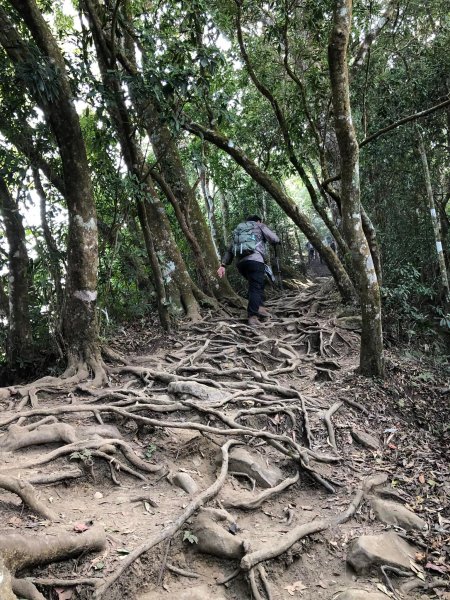 馬那邦山登山步道 NO 37 / 苗栗縣大湖鄉--我的第13座小百岳1598246