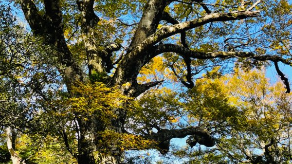 1101105內鳥嘴山.北得拉曼巨木1504548