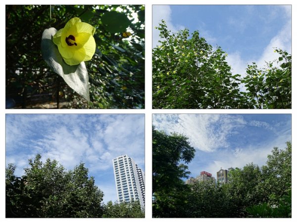 夏日/黃槿的花開1417609