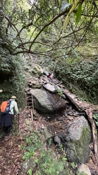 山車廣山.福巴越嶺O-神木群-水晶蘭-根結蘭2756334