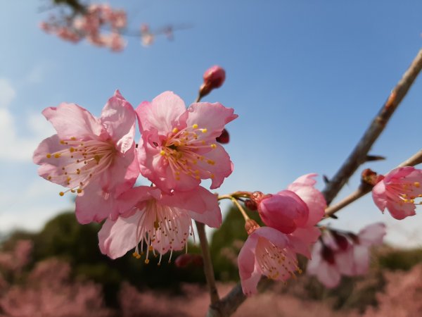 櫻花樹下的浪漫〡千櫻園874710