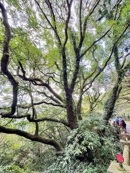 大屯山(小百岳# 001) &小油坑山2898846
